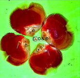 Pack of 1 Live Discus Fish - Red Valentine Discus - Size 3.5in - 4in + USA Stock